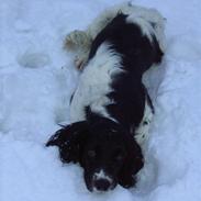 Engelsk springer spaniel Juhls Jackie