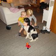 Engelsk springer spaniel Juhls Jackie