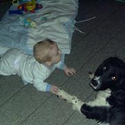 Engelsk springer spaniel Juhls Jackie