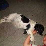 Engelsk springer spaniel Juhls Jackie