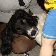 Engelsk springer spaniel Juhls Jackie