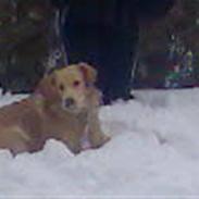 Golden retriever "GO Wild"  Rockey 