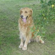 Golden retriever "GO Wild"  Rockey 