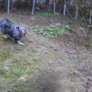 Shetland sheepdog Silver 