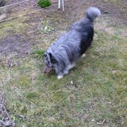 Shetland sheepdog Silver 