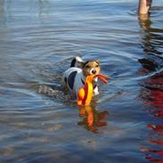 Jack russell terrier Eddie