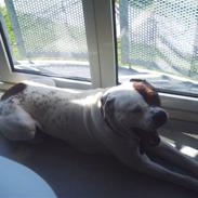 Amerikansk bulldog Buller