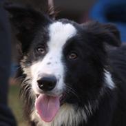 Border collie Indy