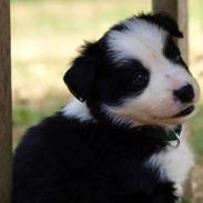 Border collie Indy