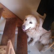 Golden retriever Jessie