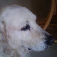 Golden retriever Jessie