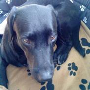 Labrador retriever Buster