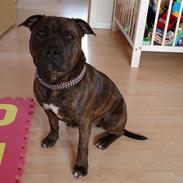 Staffordshire bull terrier Jackson