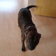 Staffordshire bull terrier Jackson