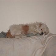 Blanding af racer Harley