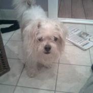 Blanding af racer Harley