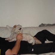 Blanding af racer Harley