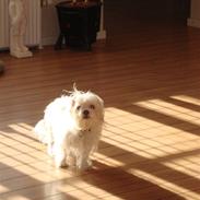 Blanding af racer Harley