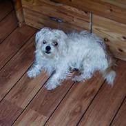 Blanding af racer Harley