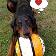Dobermann Arthur