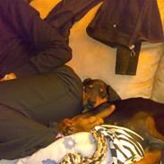 Dobermann Arthur