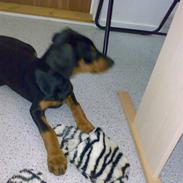 Dobermann Arthur