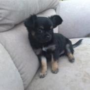 Chihuahua Alma