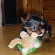Yorkshire terrier Charlie