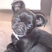Griffon petit brabancon Grisling