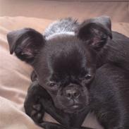 Griffon petit brabancon Grisling