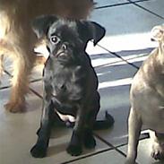 Griffon petit brabancon Grisling