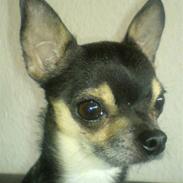 Chihuahua Boss & Bina