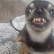 Chihuahua Boss & Bina