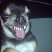 Chihuahua Boss & Bina