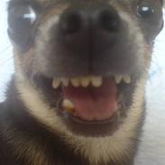 Chihuahua Boss & Bina