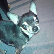 Chihuahua Boss & Bina