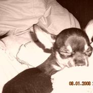 Chihuahua Kenzo (aka Skatter:-)