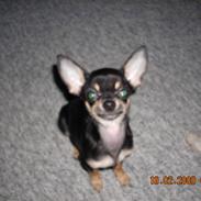 Chihuahua Kenzo (aka Skatter:-)