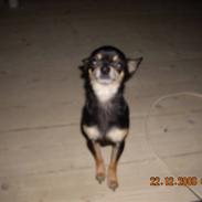 Chihuahua Kenzo (aka Skatter:-)