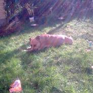 Amerikansk staffordshire terrier Kaya