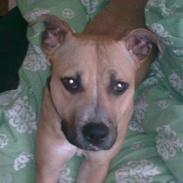 Amerikansk staffordshire terrier Kaya