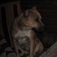 Amerikansk staffordshire terrier Kaya