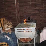 Amerikansk staffordshire terrier Kaya