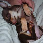 Chihuahua Bailey