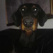 Dobermann Diablo