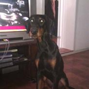 Dobermann Diablo