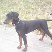 Dobermann Diablo