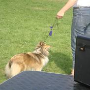 Shetland sheepdog Hekilas Only Ophelia