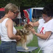 Shetland sheepdog Hekilas Only Ophelia