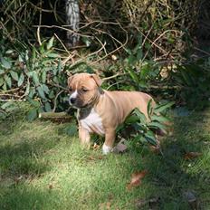 Amerikansk staffordshire terrier Starfire "Steffie"